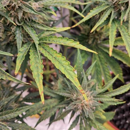 CBD Auto 1:1