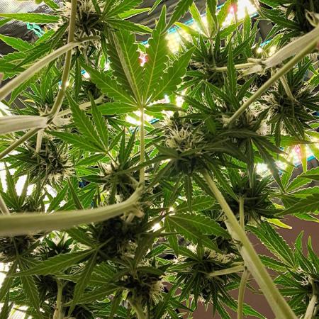 CBD Auto 1:1