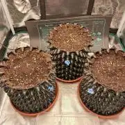 Honey Peach auto CBD