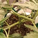 CBD Auto 1:1