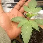 SIB 420 GROW