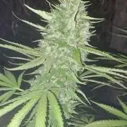 Cambodia555