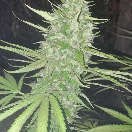 Cambodia555