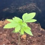 Sugar Cane #3 By Tanz