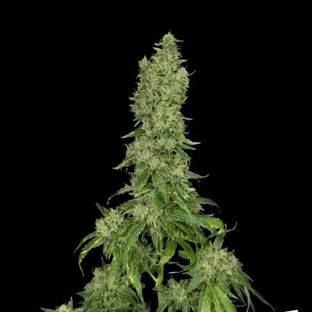Amnesia K Haze