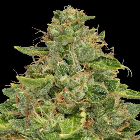 Raimbow Sherbet #11