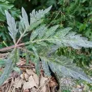 Frosty's Auto Freak in the garden