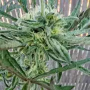 Frosty's Auto Freak in the garden