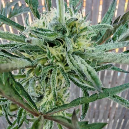 Frosty's Auto Freak in the garden