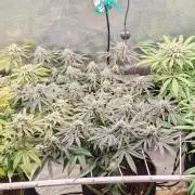 Winter grow