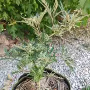 Frosty's Auto Freak in the garden
