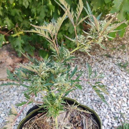 Frosty's Auto Freak in the garden