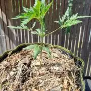 Frosty's Auto Freak in the garden