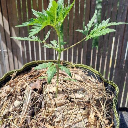 Frosty's Auto Freak in the garden