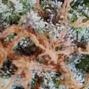 Frosty's Auto Freak in the garden