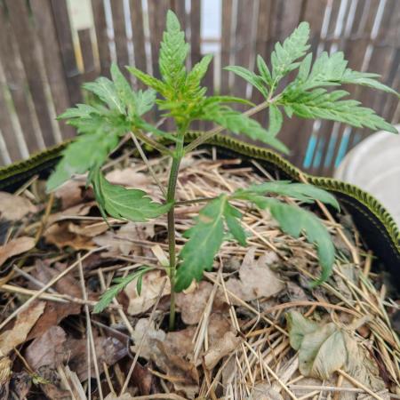 Frosty's Auto Freak in the garden