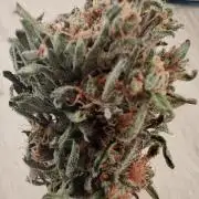Frosty's Auto Freak in the garden