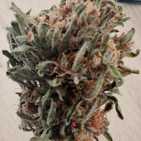 Frosty's Auto Freak in the garden