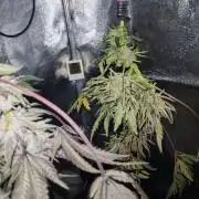 Frosty's Auto Freak in the garden