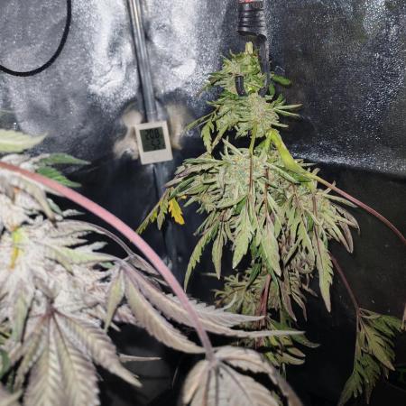 Frosty's Auto Freak in the garden