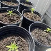 SoCal outdoor 