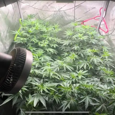 LSD Barneys Farm