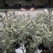 Terpgasm No Orgasm just Mutation GASM
