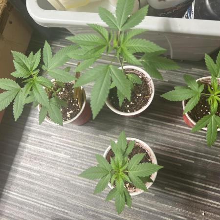 Gastromical