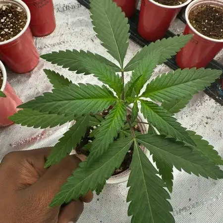 Dutch Passion