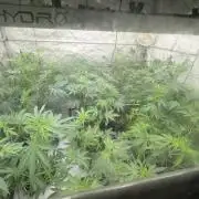 Terpgasm No Orgasm just Mutation GASM