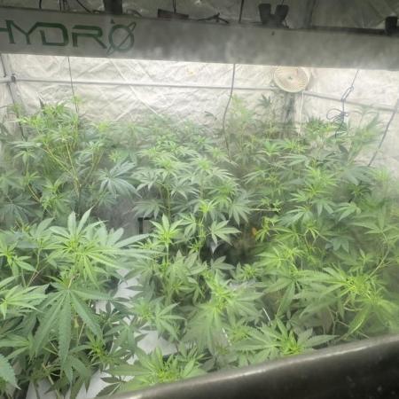 Terpgasm No Orgasm just Mutation GASM