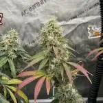 LSD Barneys Farm