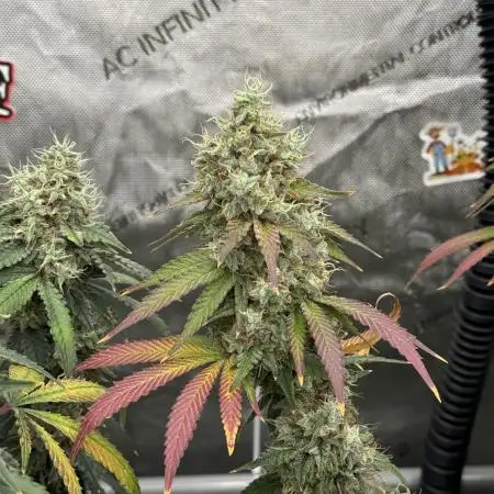 LSD Barneys Farm