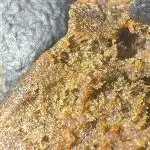 Bubble Hash 200g Trim + 2 Ounce Bud