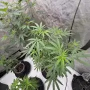 Blue Dream