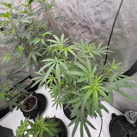 Blue Dream