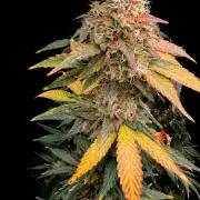 Barneys LSD Clones 2x