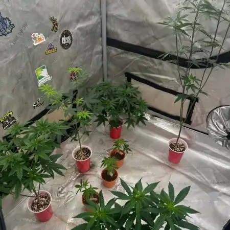 Orange bud 2.0