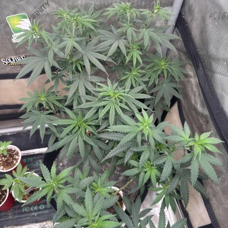 Lungbuster (time to bust in them lungs)