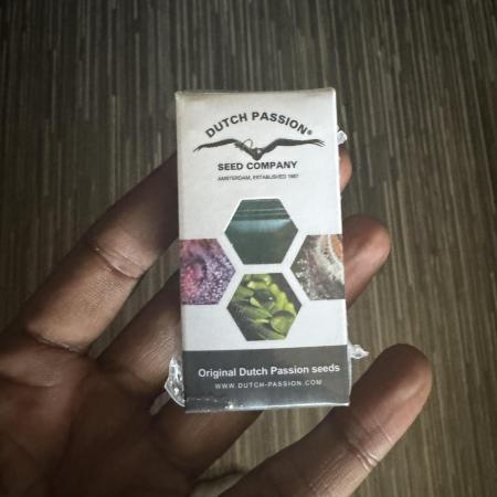 Ice Cream Haze