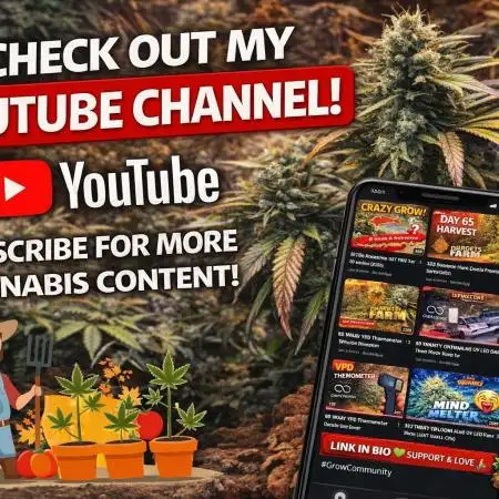 Square One Genetics – Chemferno