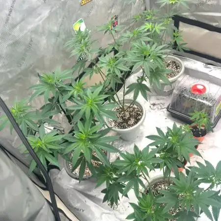 Ice Cream Haze