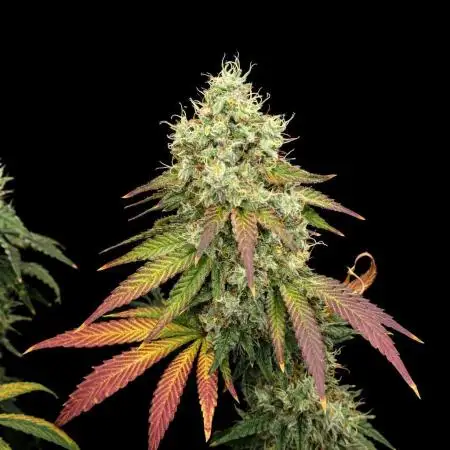 LSD Barneys Farm