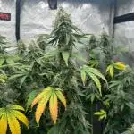 LSD Barneys Farm