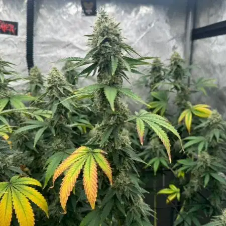 LSD Barneys Farm