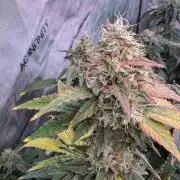 Barneys LSD Clones 2x