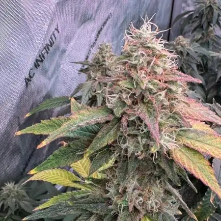 Barneys LSD Clones 2x