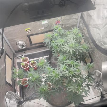 Blue Dream