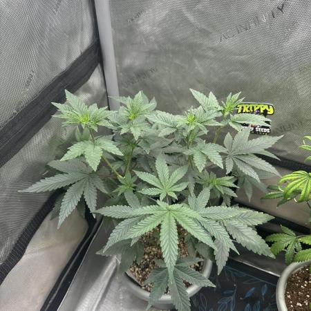 LSD Barneys Farm