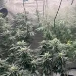 LSD Barneys Farm